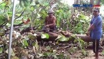 Angin Kencang Disertai Hujan Deras Menerjang Desa Ngudirejo Jombang