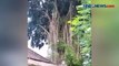 Nekat, Demi Konten Medsos Bule Asal Australia Panjat Pohon Keramat di Bali