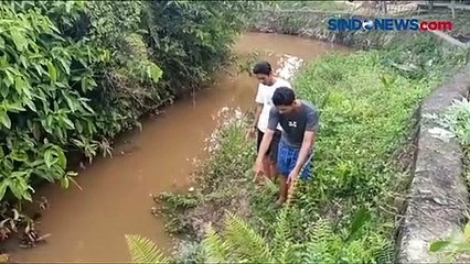 Ancam Keselamatan Warga, Buaya Muara Berhasil Ditangkap di Nunukan