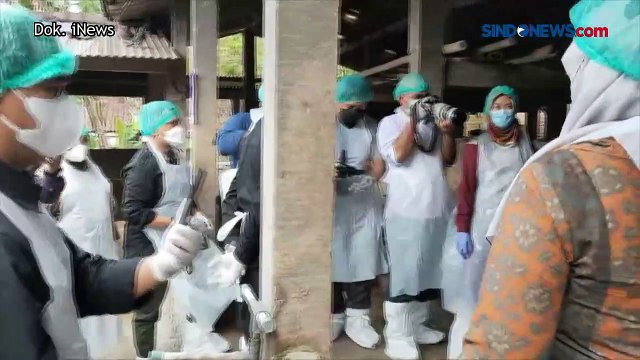 PMK Menyebar dengan Cepat, Kementan Akui Dosis Vaksin Masih Terbatas