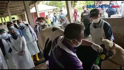 Stok Vaksin PMK Menipis, Gubernur Jatim Jamin Persediaan Hewan Kurban Aman