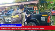 Terpisah dari Induknya, Seekor Orang Utan Berusia Satu Tahun Ditemukan Warga