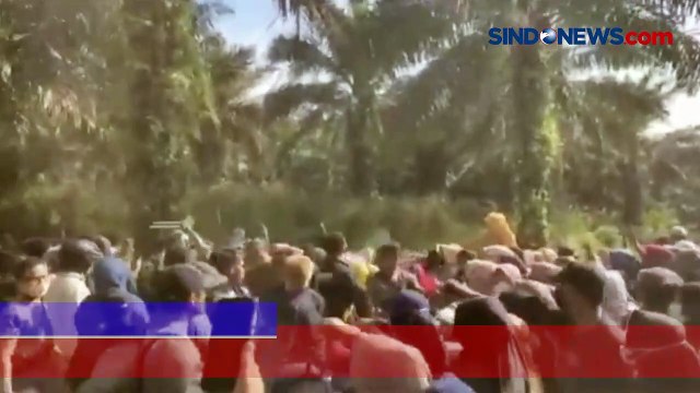 Ricuh Perebutan Lahan Kebun Kelapa Sawit di Kampar Riau