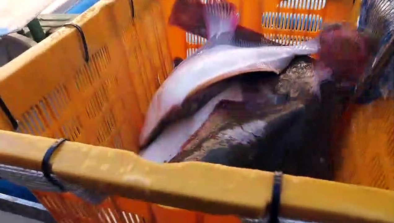 Extraordinary!! Amazing speed fish fillet master - Korean street food