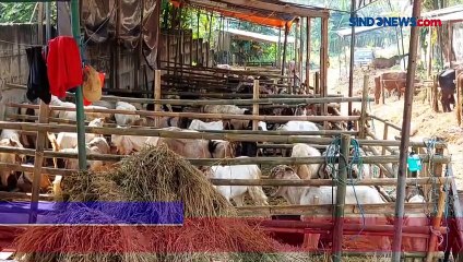 Download Video: Merebaknya PMK Jelang Idul Adha, Harga Kambing Sehat Naik