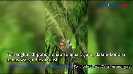 Tersangkut di Pohon Enau 5 Jam, Pencari Nira Asal Gianyar Lemas
