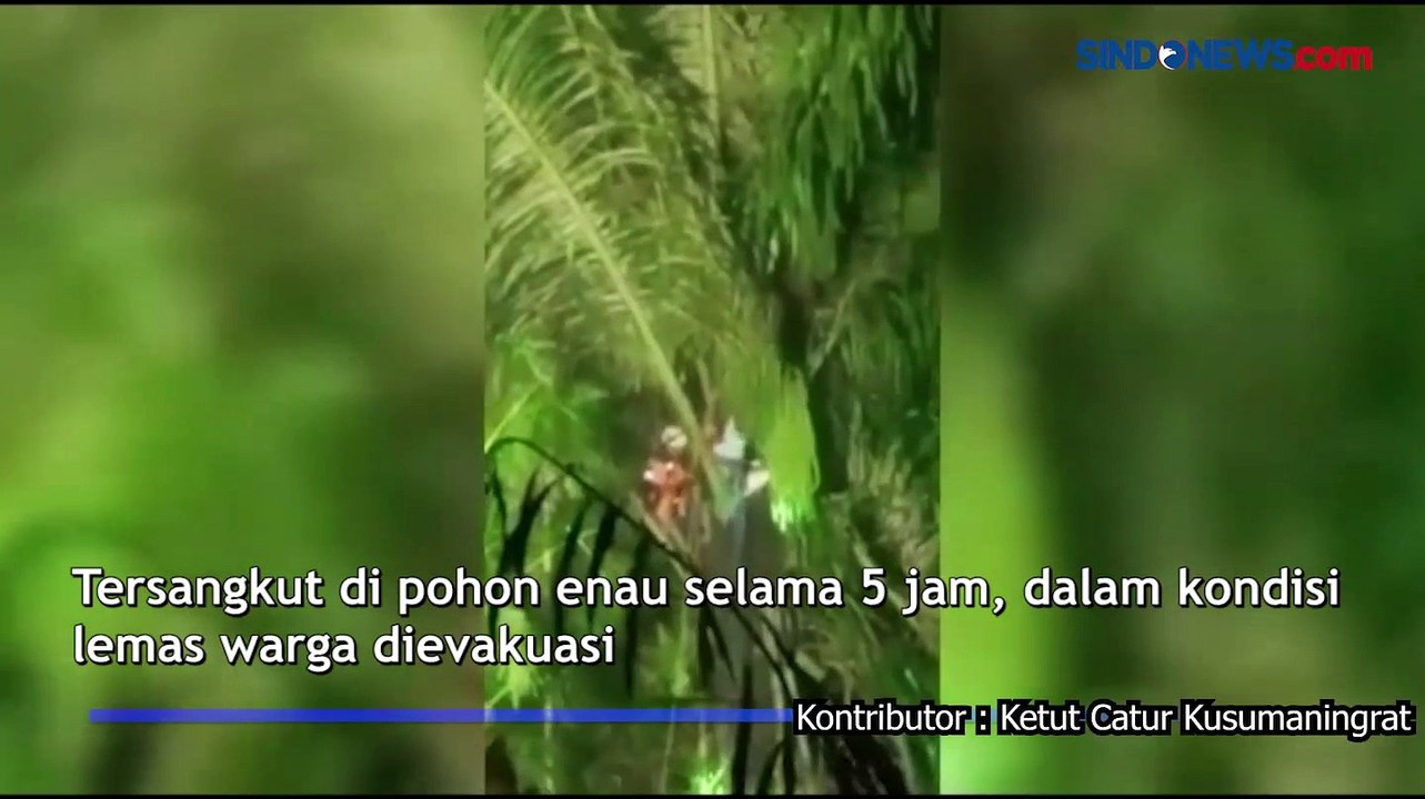 Tersangkut di Pohon Enau 5 Jam, Pencari Nira Asal Gianyar Lemas