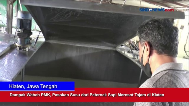 Dampak Wabah PMK, Pasokan Susu dari Peternak Sapi Merosot Tajam di Klaten