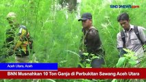 BNN Musnahkan 10 Ton Ganja di Perbukitan Sawang Aceh Utara