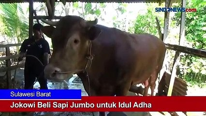 Download Video: Presiden Jokowi Beli Sapi Jumbo untuk Idul Adha