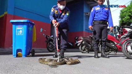 Damkar Kota Medan Evakuasi Ular Sanca Batik di Gudang Pertokoan