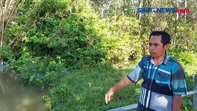 Terbawa Luapan Sungai, Buaya 4 Meter Teror Pemukiman Warga di Buton