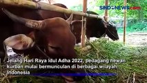 Ada Wabah PMK, Ini Kesiapan Pedagang Hewan Kurban Jelang Idul Adha