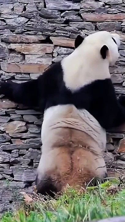 panda dance