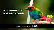 Avistamiento de aves en Colombia