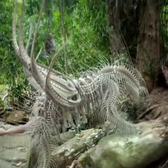 Rare animals - حيوانات نادرة