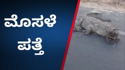 ವಿಜಯಪುರ: ನಡು ರಸ್ತೆಯಲ್ಲಿ ಮೊಸಳೆ‌ ಪತ್ತೆ - ಸಾರ್ವಜನಿಕರಲ್ಲಿ ಆತಂಕ