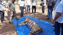 देश भर में दो माह में तीस बाघों की मौत