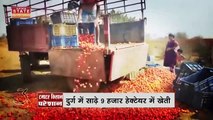 Chhattisgarh News : Durg में लागत मूल्य पर नहीं बिक रहे टमाटर