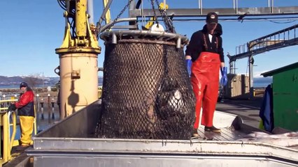 11 Insane Things Swallowed By Sharks