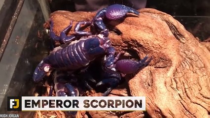 15 African Animals You Don't Want To Mess With