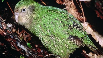 15 ANGRY Bird Attacks Caught On Camera