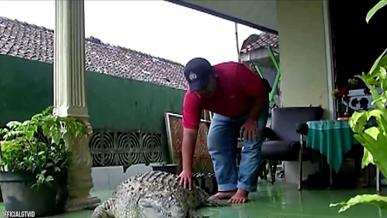 12 Most Dangerous Animals Kept As Pets video Dailymotion