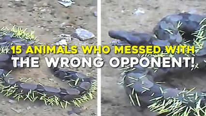 15 Animals Who Messed with The Wrong Opponent