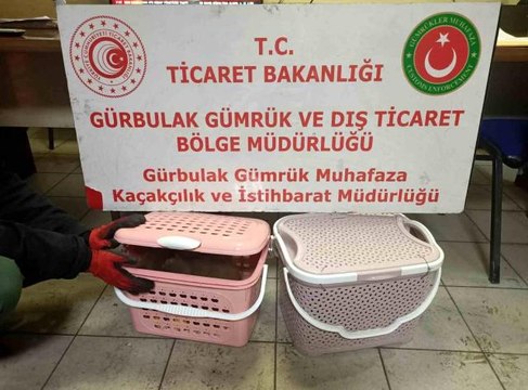 Gürbulak Gümrük Kapısı'nda 11 adet yavru maymun ele geçirildi