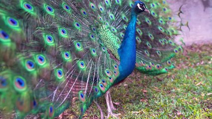 Stunning 4K Peacock Video for Relaxation 🦚