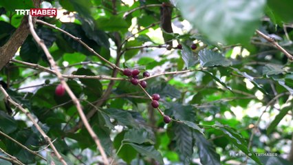 Çin'de çay ve kahve bahçeleri iç içe