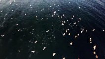 Magnifique. Il filme un banc de poissons survolé par des goélands dans le golfe de Saint-Tropez