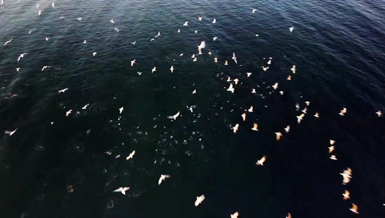 Magnifique. Il filme un banc de poissons survolé par des goélands dans le golfe de Saint-Tropez