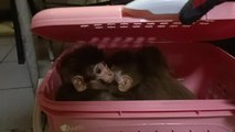 Gürbulak'ta kaçak yollarla ülkeye sokulmak istenen 11 yavru maymuna el konuldu