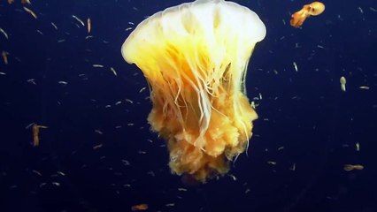 Beautiful Colorful Deep Ocean Melody Meditation Music Yoga, Calm Music, Spa, Study Music