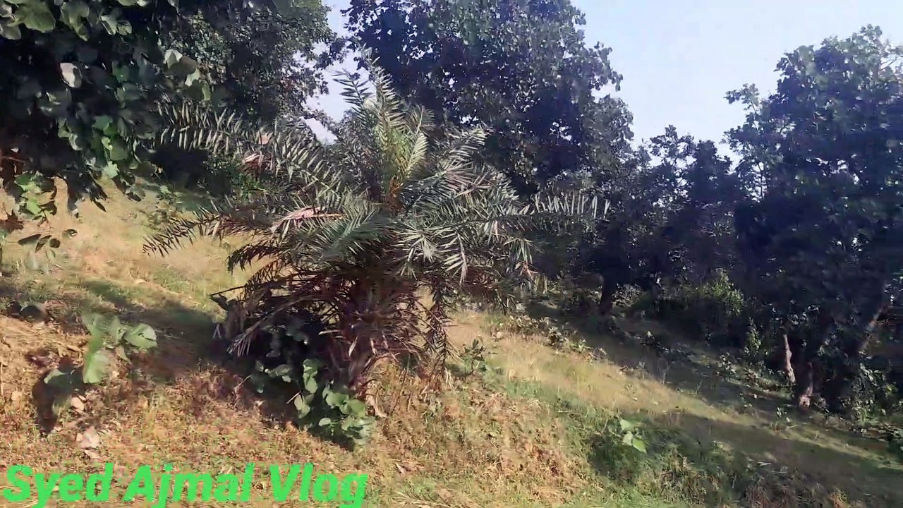 बेहद खूबसूरत जंगल