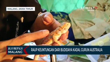 Raup Keuntungan Dari Budidaya Kadal Gurun Australia