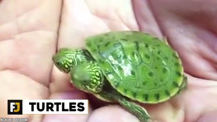 10 Weirdest Two Headed Animals