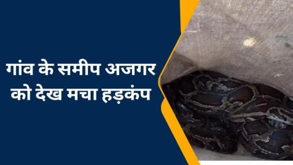 बहराइच: आबादी क्षेत्र में निकला विशालकाय अजगर, वन विभाग ने रेस्क्यू अभियान चलाकर घने जंगल में छोड़ा