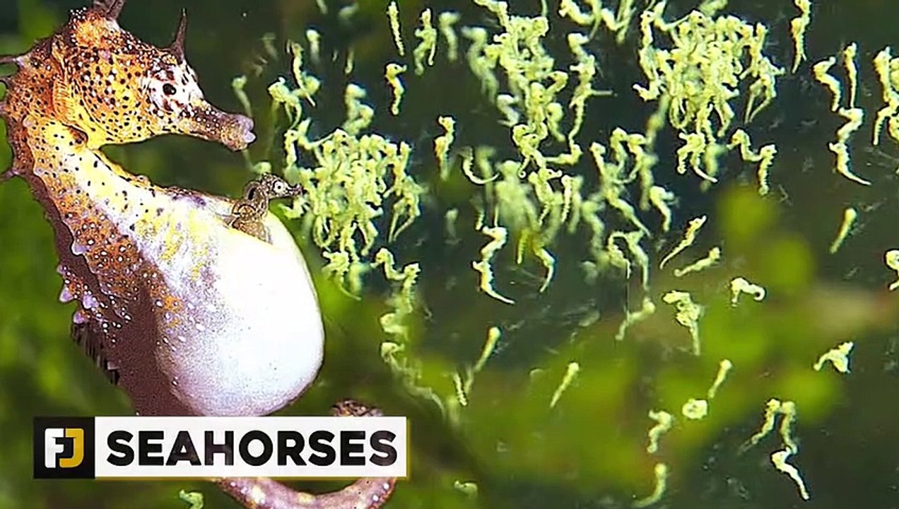10 Insane Ways Animals Give Birth