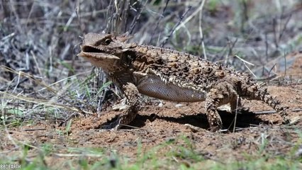 10 Weird Ways Animals Protect Themselves