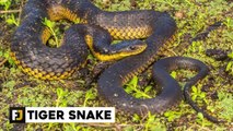 12 Deadliest Venomous Snakes In The World
