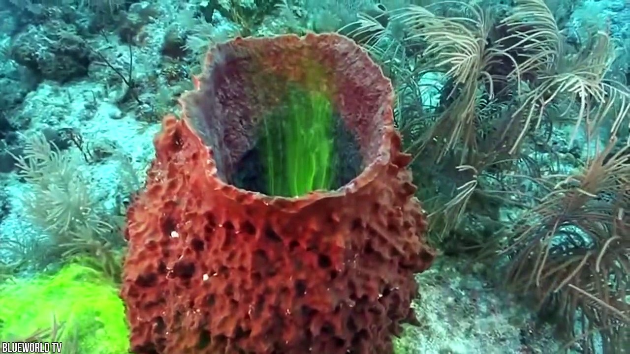 10 Immortal Animals That Never Die video Dailymotion