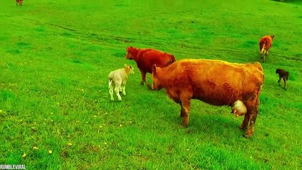 12 Times Animals Took Revenge On Humans