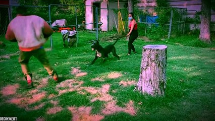 10 Most Powerful Guard Dogs In The World