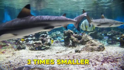 10 Prehistoric Creatures Caught On Camera