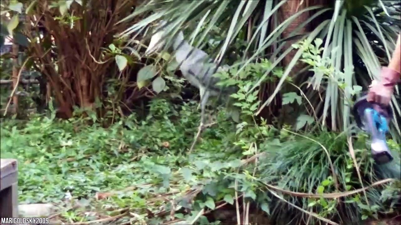 10 Rare Animals You've Never Seen Before