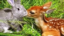10 Most Unusual Animal Friendships