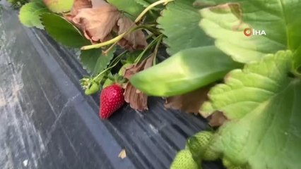 Antalya'da çilek hasadı devam ediyor: 45 gün beklenip 6 ay hasat yapılıyor