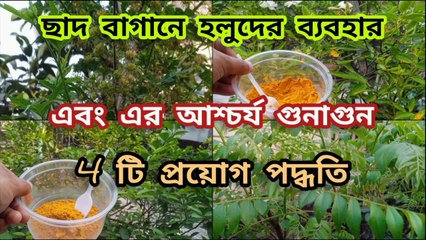 ছাদবাগানে হলুদের অত্যন্ত কার্যকরী কয়েকটি ব্যবহার ।। Uses of Turmeric powder for plants